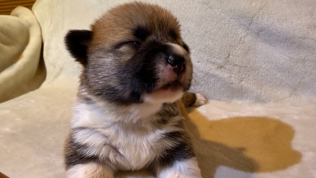 Ares